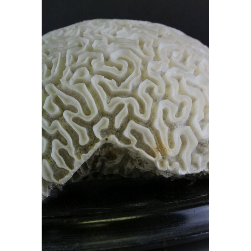 101 - Large Brain Coral placed on a Wooden Stand, d.28cms