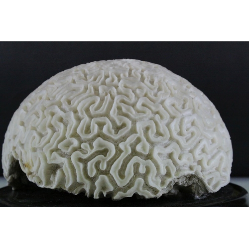 101 - Large Brain Coral placed on a Wooden Stand, d.28cms