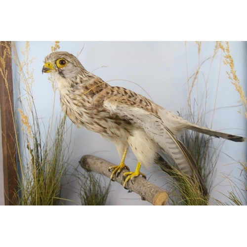 40 - Taxidermy Bird of Prey in a Naturalistic Setting contained in a Display Case, 48cms high