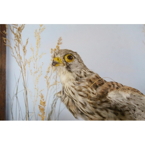 40 - Taxidermy Bird of Prey in a Naturalistic Setting contained in a Display Case, 48cms high