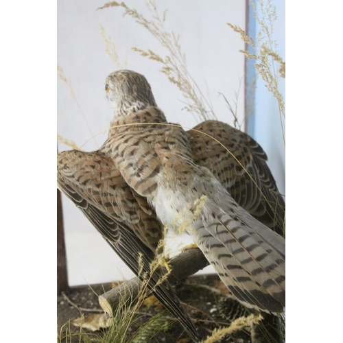 40 - Taxidermy Bird of Prey in a Naturalistic Setting contained in a Display Case, 48cms high