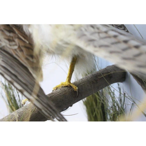 40 - Taxidermy Bird of Prey in a Naturalistic Setting contained in a Display Case, 48cms high