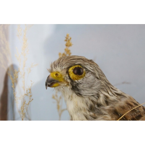 40 - Taxidermy Bird of Prey in a Naturalistic Setting contained in a Display Case, 48cms high