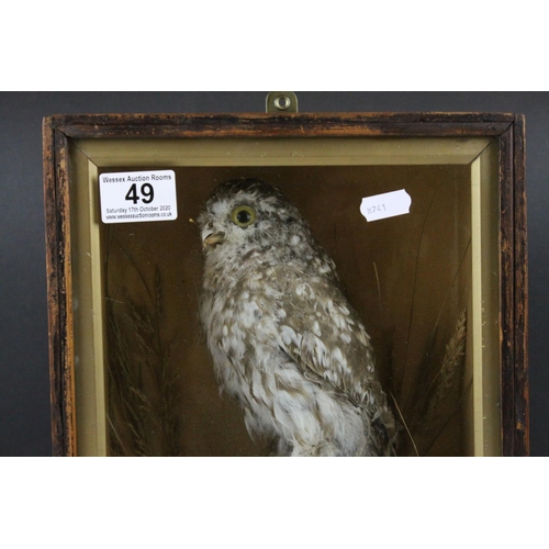 49 - A antique taxidermy Little Owl mounted in a pine glazed case.