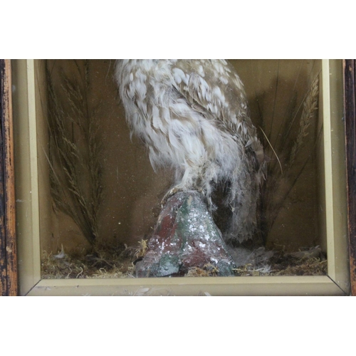 49 - A antique taxidermy Little Owl mounted in a pine glazed case.