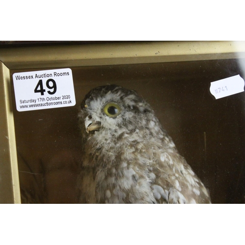 49 - A antique taxidermy Little Owl mounted in a pine glazed case.