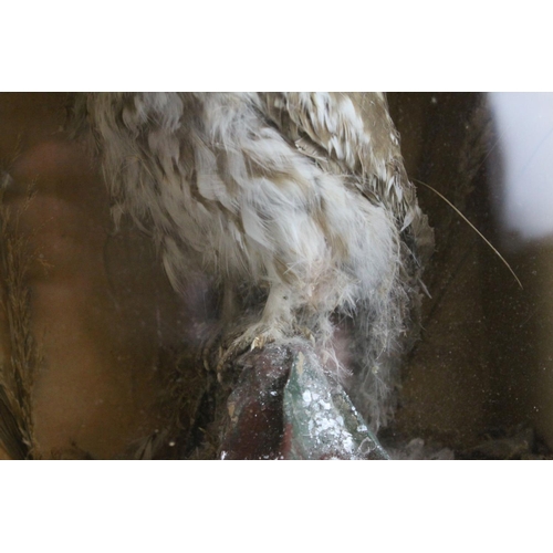 49 - A antique taxidermy Little Owl mounted in a pine glazed case.
