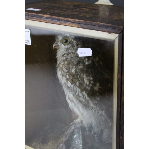 49 - A antique taxidermy Little Owl mounted in a pine glazed case.