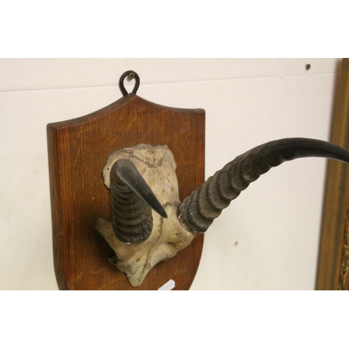 105 - Antelope Skull and Horns mounted on a Wooden Shield