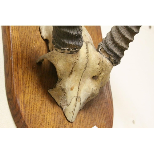 105 - Antelope Skull and Horns mounted on a Wooden Shield