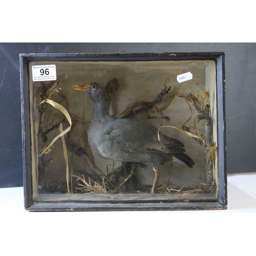 96 - Cased Taxidermy Moor Hen in a Naturalistic Setting, 33cms wide x 25cms high