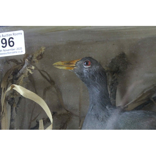 96 - Cased Taxidermy Moor Hen in a Naturalistic Setting, 33cms wide x 25cms high