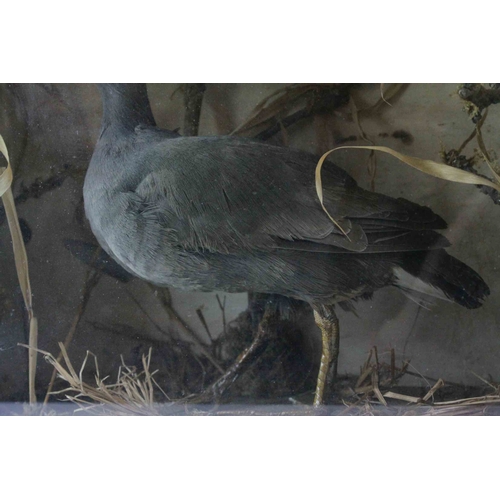 96 - Cased Taxidermy Moor Hen in a Naturalistic Setting, 33cms wide x 25cms high