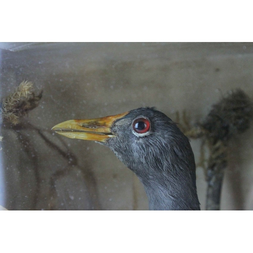 96 - Cased Taxidermy Moor Hen in a Naturalistic Setting, 33cms wide x 25cms high