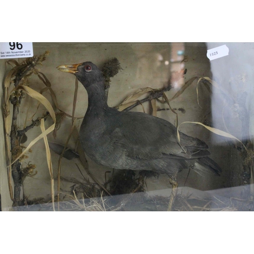 96 - Cased Taxidermy Moor Hen in a Naturalistic Setting, 33cms wide x 25cms high