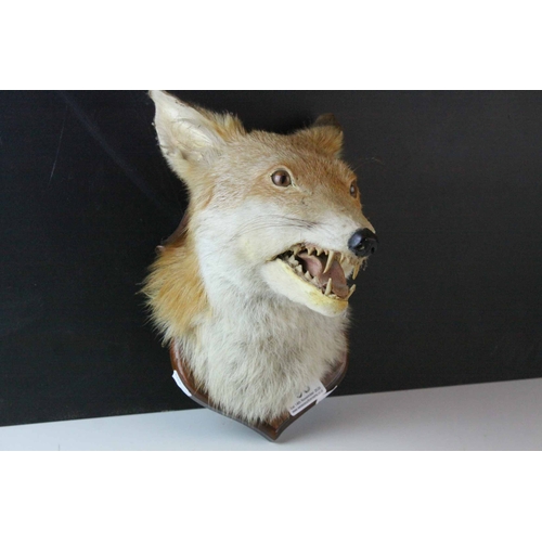 98 - Taxidermy Fox Head mounted on a Wooden Shield Plinth, 30cms high