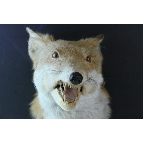 98 - Taxidermy Fox Head mounted on a Wooden Shield Plinth, 30cms high