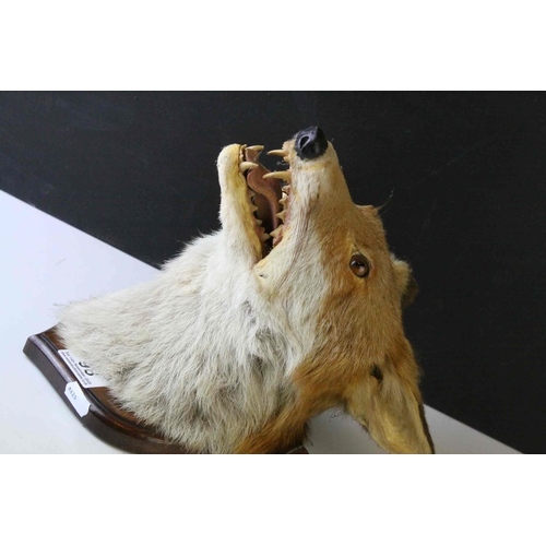 98 - Taxidermy Fox Head mounted on a Wooden Shield Plinth, 30cms high