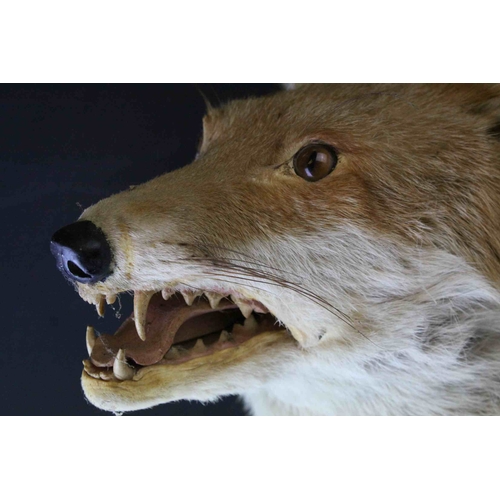 98 - Taxidermy Fox Head mounted on a Wooden Shield Plinth, 30cms high