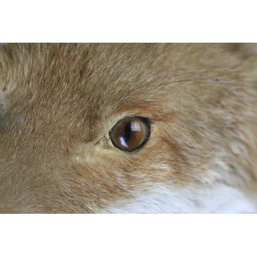 98 - Taxidermy Fox Head mounted on a Wooden Shield Plinth, 30cms high