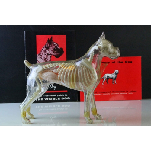 99 - American ' Renewal Products Inc. ' Model showing the Anatomy of the Dog together with an Illustrated... 