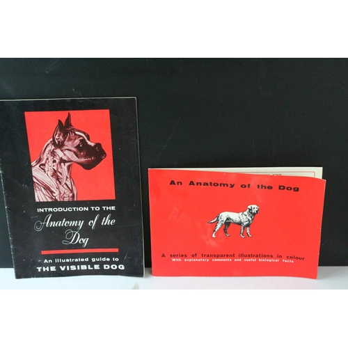 99 - American ' Renewal Products Inc. ' Model showing the Anatomy of the Dog together with an Illustrated... 