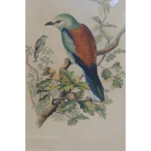 124 - After George Edwards, Set of Five Ornithological / Bird Coloured Engravings published by J Wilkes, e... 