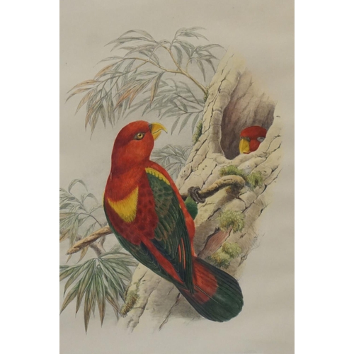 124 - After George Edwards, Set of Five Ornithological / Bird Coloured Engravings published by J Wilkes, e... 