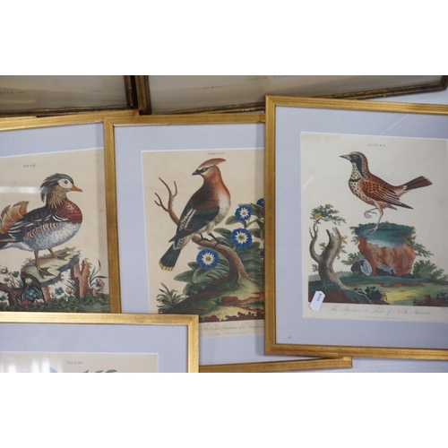 124 - After George Edwards, Set of Five Ornithological / Bird Coloured Engravings published by J Wilkes, e... 