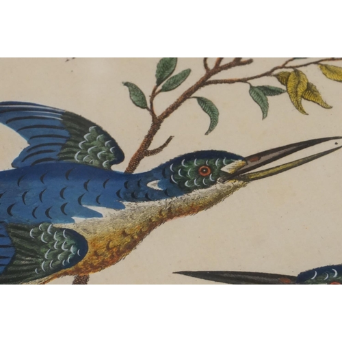 124 - After George Edwards, Set of Five Ornithological / Bird Coloured Engravings published by J Wilkes, e... 