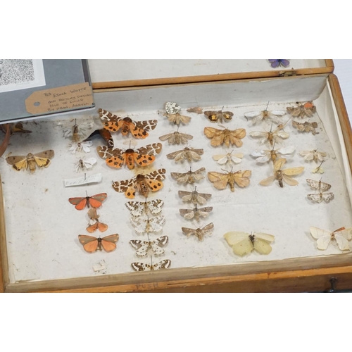 144 - Two wooden cased set of moths and butterflies gilt mirror etc.