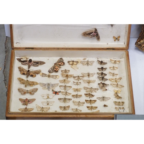 144 - Two wooden cased set of moths and butterflies gilt mirror etc.