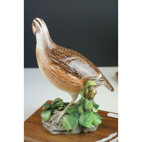 22 - Royal Worcester Porcelain Birds 'Bob-white Quail, male' impressed mark 459 and 'Bob -white Quail, he... 