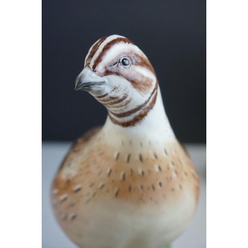 22 - Royal Worcester Porcelain Birds 'Bob-white Quail, male' impressed mark 459 and 'Bob -white Quail, he... 