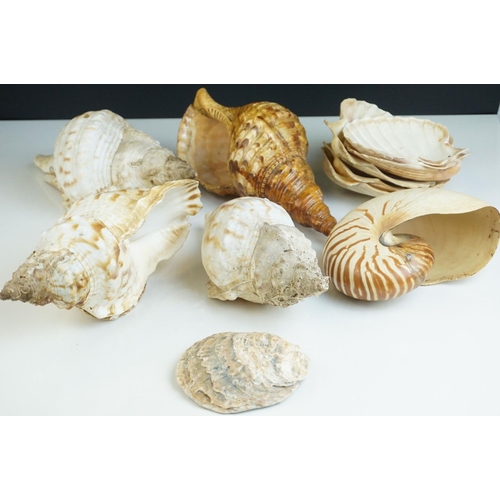 38 - Collection of Eleven Seashells, largest 25cms long