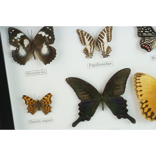 48 - Set of Framed and Mounted Twelve Taxidermy Butterflies