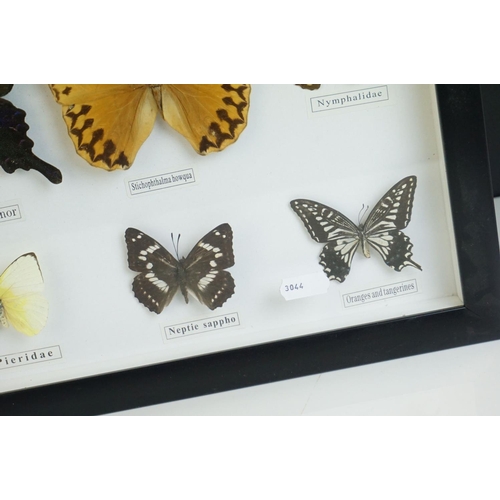 48 - Set of Framed and Mounted Twelve Taxidermy Butterflies