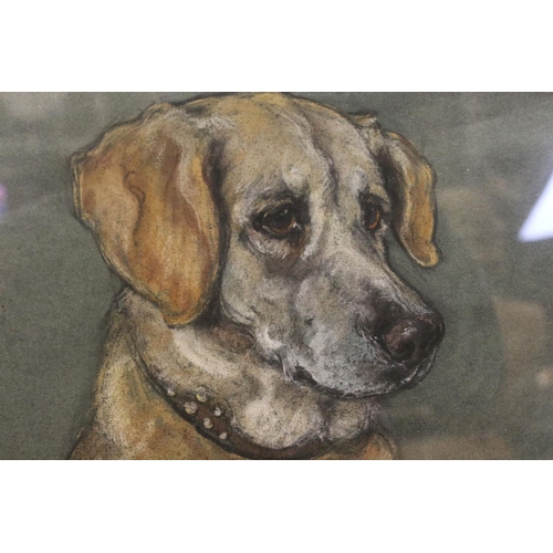 111 - Marjorie Cox (1915 - 2003), Pastel of a Seated Yellow Labrador titled Sandy and dated 1965, 46ms x 5... 