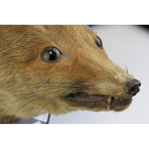 118 - Vintage Taxidermy Fox Head mounted on a Wooden Plinth, 23cms high