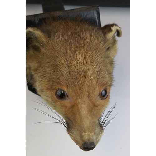 118 - Vintage Taxidermy Fox Head mounted on a Wooden Plinth, 23cms high