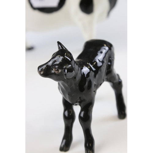 14 - Beswick Friesian Cow ' Claybury Leegwater ' model 1362a together with Beswick Aberdeen Angus Calf, m... 