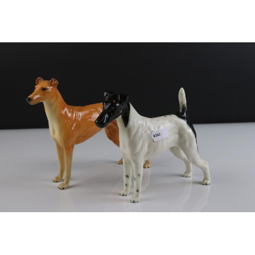 21 - Two Beswick Dogs - Smooth Haired Terrier ' Endon Black Rod ' model 964 and Greyhound ' Jovial Roger ... 