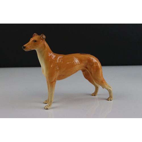 21 - Two Beswick Dogs - Smooth Haired Terrier ' Endon Black Rod ' model 964 and Greyhound ' Jovial Roger ... 