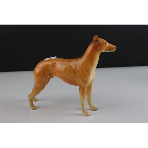 21 - Two Beswick Dogs - Smooth Haired Terrier ' Endon Black Rod ' model 964 and Greyhound ' Jovial Roger ... 