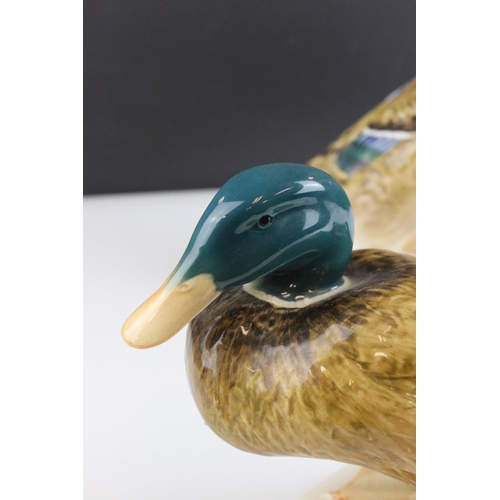 7 - Two Beswick Mallard Ducks, models 817 and 902