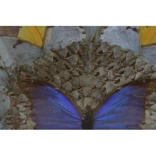 470A - A vintage Brazilian decorative Butterfly wings wooden tray.