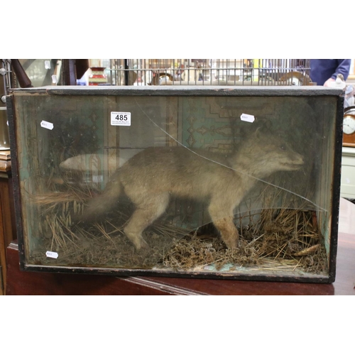 485 - A wood and glass cased Taxidermy fox cub.