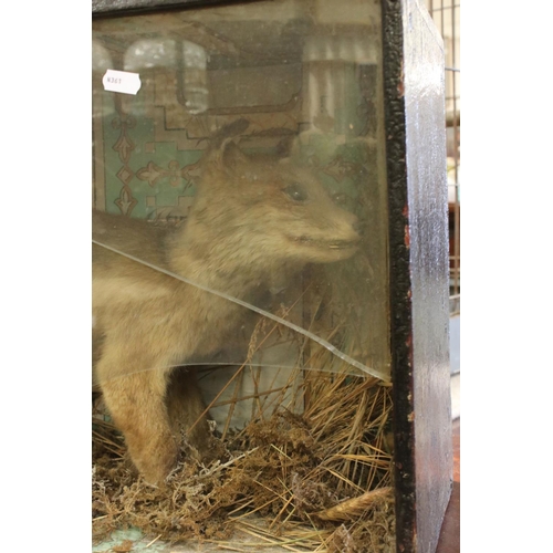 485 - A wood and glass cased Taxidermy fox cub.