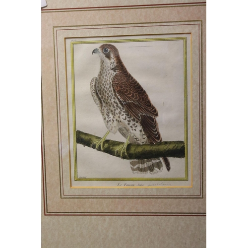 569 - A pair of framed and glazed Martinet bird of prey bird bookplates Le Faulcon and La Faulcon Sours.