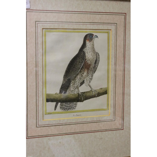 569 - A pair of framed and glazed Martinet bird of prey bird bookplates Le Faulcon and La Faulcon Sours.